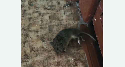 Дезинфекция от мышей в Западном Бирюлево города Москвы